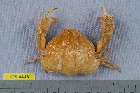 藏品(公雞饅頭蟹)的圖片